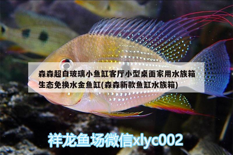 森森超白玻璃小魚(yú)缸客廳小型桌面家用水族箱生態(tài)免換水金魚(yú)缸(森森新款魚(yú)缸水族箱) 魚(yú)缸/水族箱