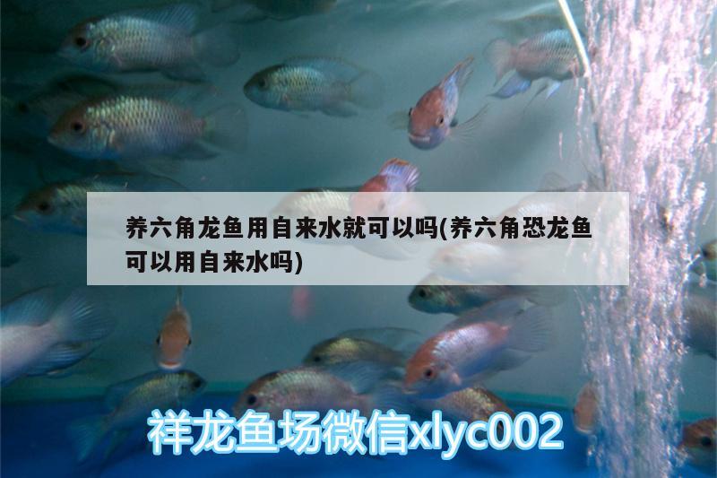 養(yǎng)六角龍魚用自來水就可以嗎(養(yǎng)六角恐龍魚可以用自來水嗎)