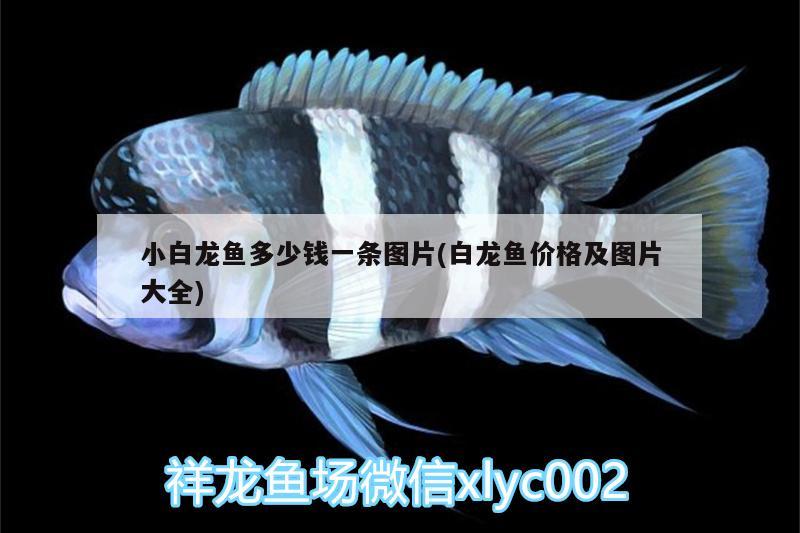 小白龍魚多少錢一條圖片(白龍魚價(jià)格及圖片大全) 白子銀版魚苗