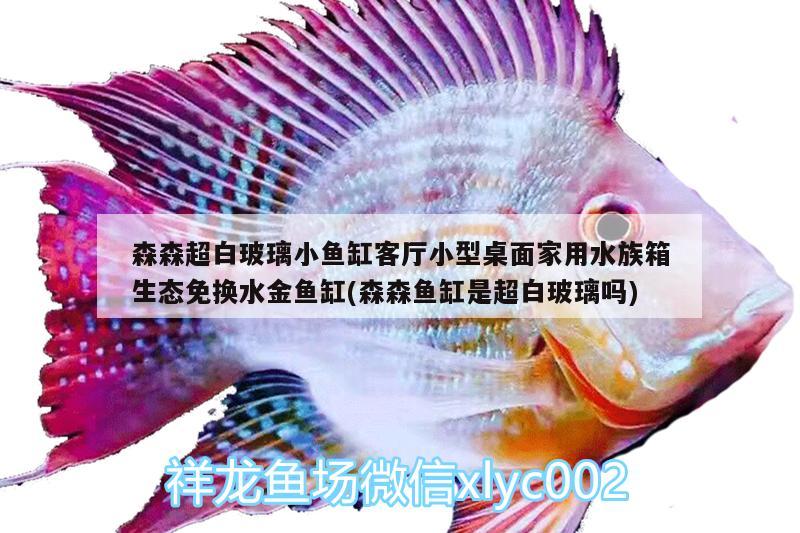 森森超白玻璃小魚缸客廳小型桌面家用水族箱生態(tài)免換水金魚缸(森森魚缸是超白玻璃嗎)