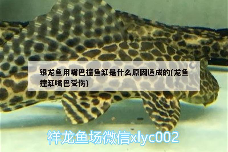 銀龍魚用嘴巴撞魚缸是什么原因造成的(龍魚撞缸嘴巴受傷)