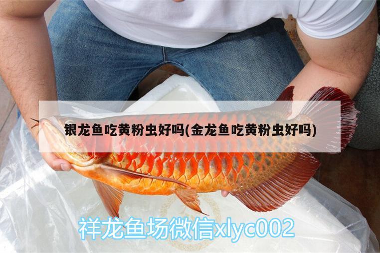 銀龍魚吃黃粉蟲好嗎(金龍魚吃黃粉蟲好嗎) 銀龍魚百科