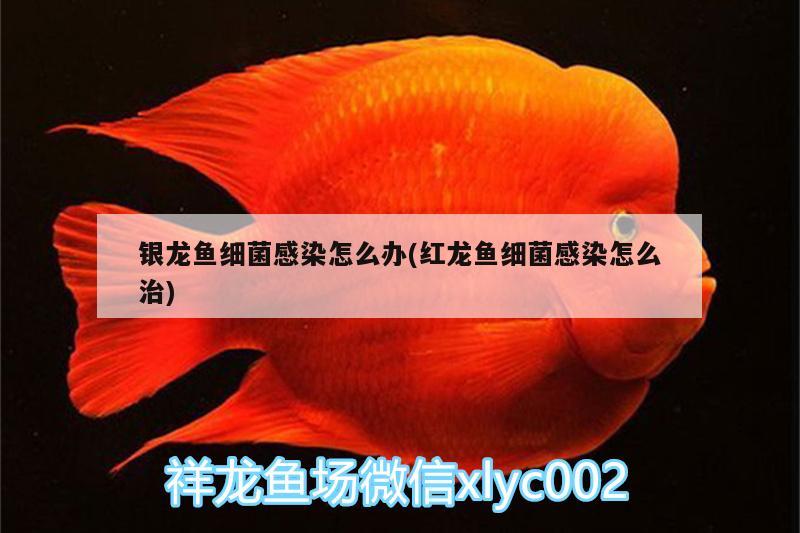 銀龍魚細(xì)菌感染怎么辦(紅龍魚細(xì)菌感染怎么治) 銀龍魚