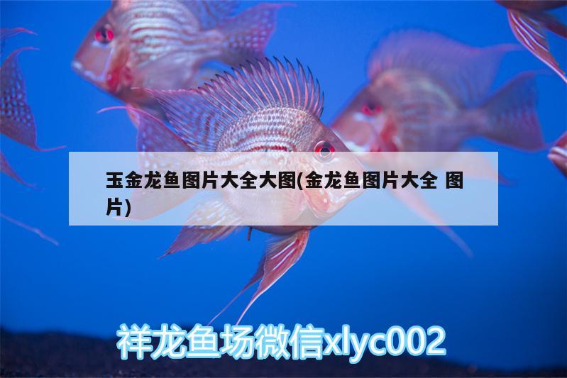 玉金龍魚圖片大全大圖(金龍魚圖片大全圖片)