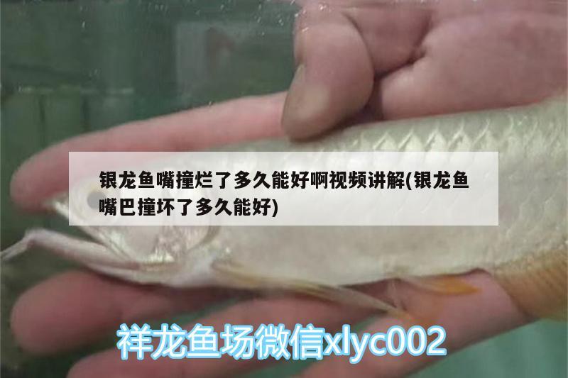 銀龍魚嘴撞爛了多久能好啊視頻講解(銀龍魚嘴巴撞壞了多久能好)