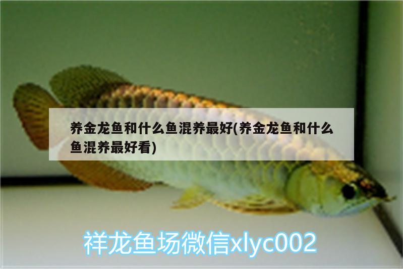 養(yǎng)金龍魚和什么魚混養(yǎng)最好(養(yǎng)金龍魚和什么魚混養(yǎng)最好看) 超血紅龍魚