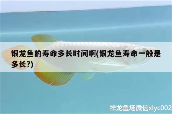 銀龍魚的壽命多長時間啊(銀龍魚壽命一般是多長?)