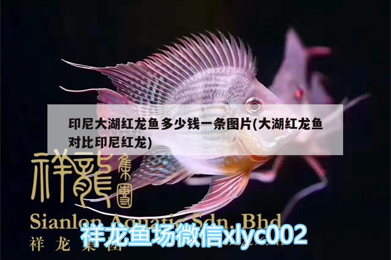 印尼大湖紅龍魚(yú)多少錢(qián)一條圖片(大湖紅龍魚(yú)對(duì)比印尼紅龍) 大湖紅龍魚(yú)