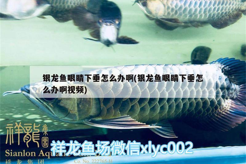 銀龍魚眼睛下垂怎么辦啊(銀龍魚眼睛下垂怎么辦啊視頻)