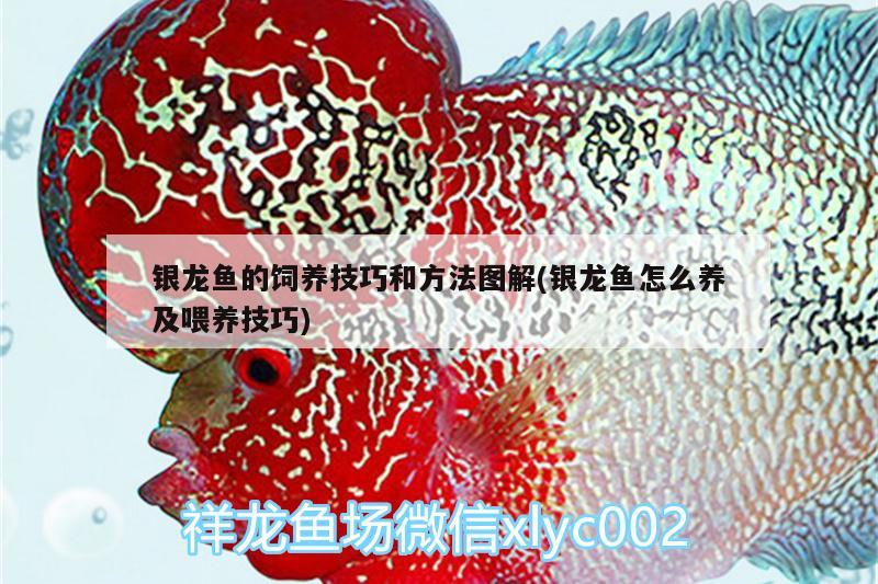 銀龍魚(yú)的飼養(yǎng)技巧和方法圖解(銀龍魚(yú)怎么養(yǎng)及喂養(yǎng)技巧)