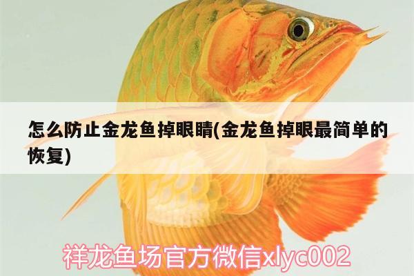 怎么防止金龍魚掉眼睛(金龍魚掉眼最簡單的恢復)