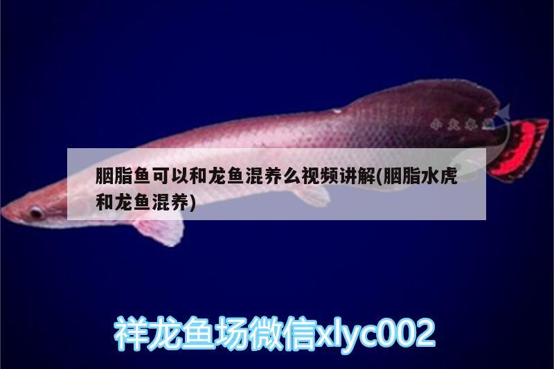 胭脂魚可以和龍魚混養(yǎng)么視頻講解(胭脂水虎和龍魚混養(yǎng)) 食人魚（水虎）