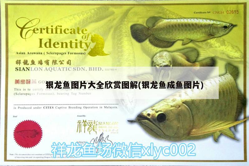 銀龍魚(yú)圖片大全欣賞圖解(銀龍魚(yú)成魚(yú)圖片)