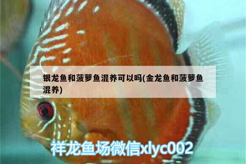 銀龍魚和菠蘿魚混養(yǎng)可以嗎(金龍魚和菠蘿魚混養(yǎng))