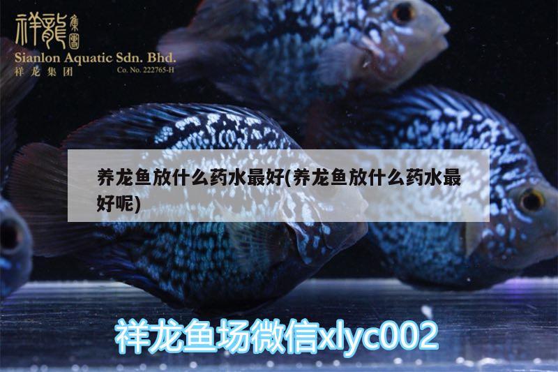 養(yǎng)龍魚放什么藥水最好(養(yǎng)龍魚放什么藥水最好呢) 夢幻雷龍魚