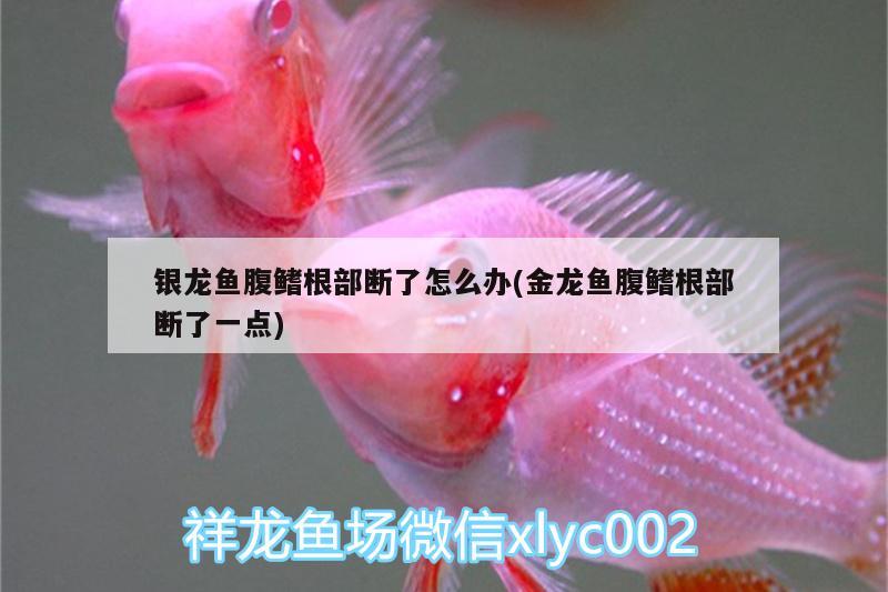 銀龍魚腹鰭根部斷了怎么辦(金龍魚腹鰭根部斷了一點(diǎn))