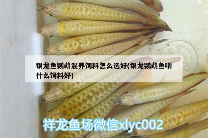 銀龍魚鸚鵡混養(yǎng)飼料怎么選好(銀龍鸚鵡魚喂什么飼料好)