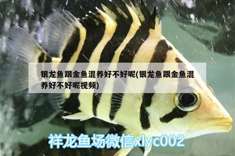 銀龍魚跟金魚混養(yǎng)好不好呢(銀龍魚跟金魚混養(yǎng)好不好呢視頻)