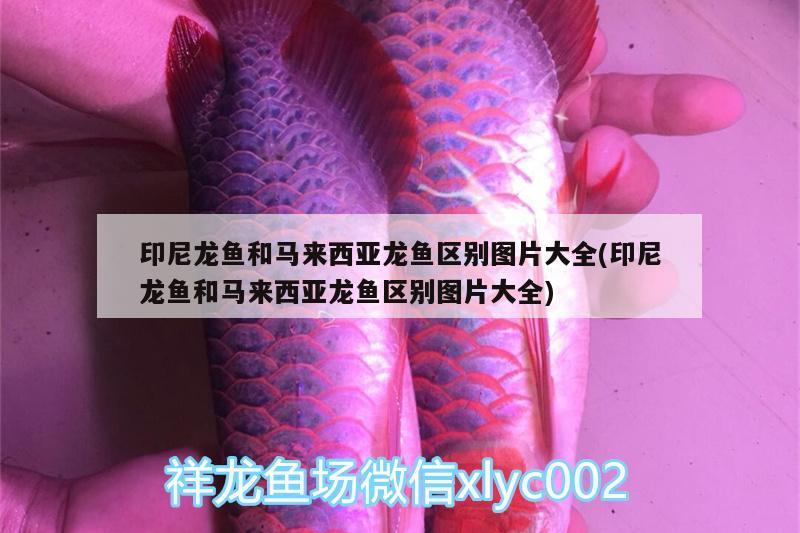 印尼龍魚和馬來西亞龍魚區(qū)別圖片大全(印尼龍魚和馬來西亞龍魚區(qū)別圖片大全) 細(xì)線銀版魚