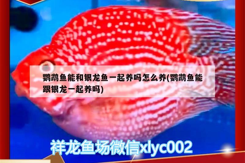 鸚鵡魚能和銀龍魚一起養(yǎng)嗎怎么養(yǎng)(鸚鵡魚能跟銀龍一起養(yǎng)嗎)