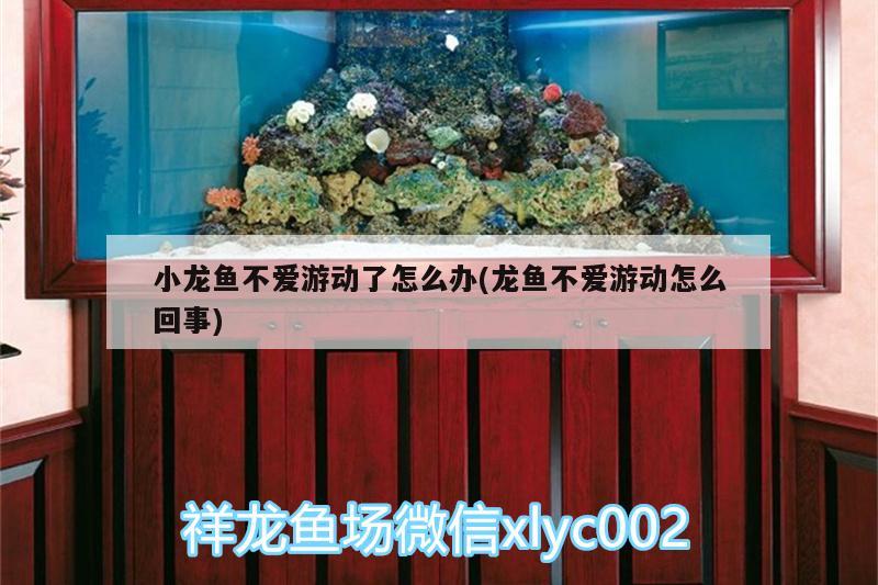 小龍魚不愛游動了怎么辦(龍魚不愛游動怎么回事) 星點(diǎn)金龍魚