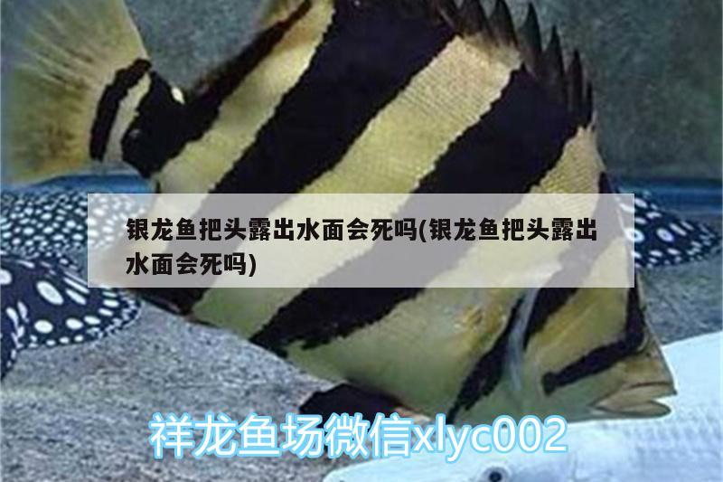 銀龍魚把頭露出水面會死嗎(銀龍魚把頭露出水面會死嗎)