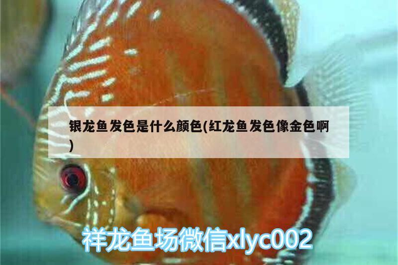 銀龍魚發(fā)色是什么顏色(紅龍魚發(fā)色像金色啊) 銀龍魚