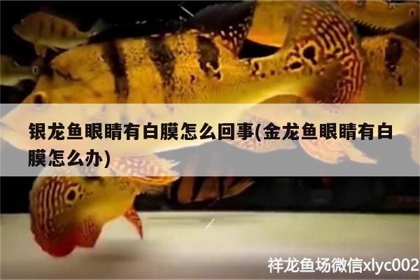 銀龍魚眼睛有白膜怎么回事(金龍魚眼睛有白膜怎么辦) 銀龍魚