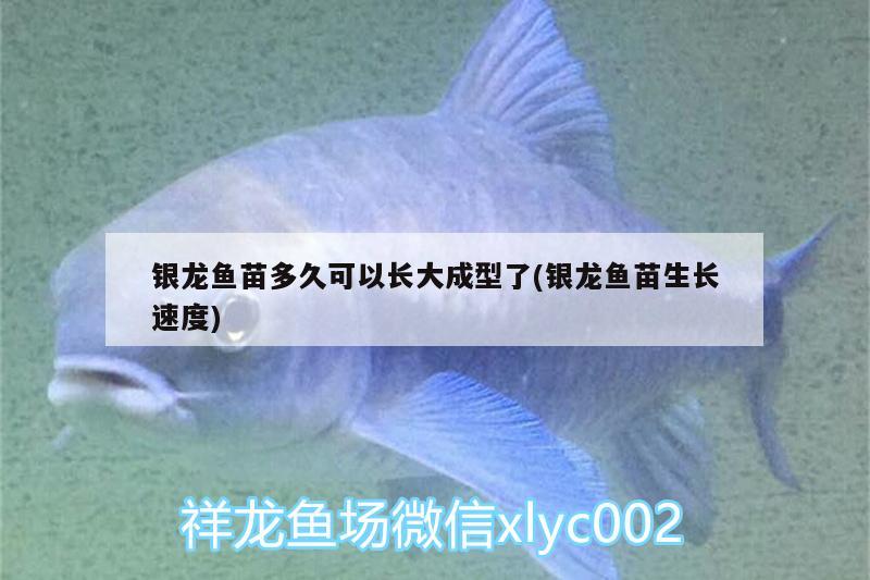 銀龍魚苗多久可以長大成型了(銀龍魚苗生長速度)