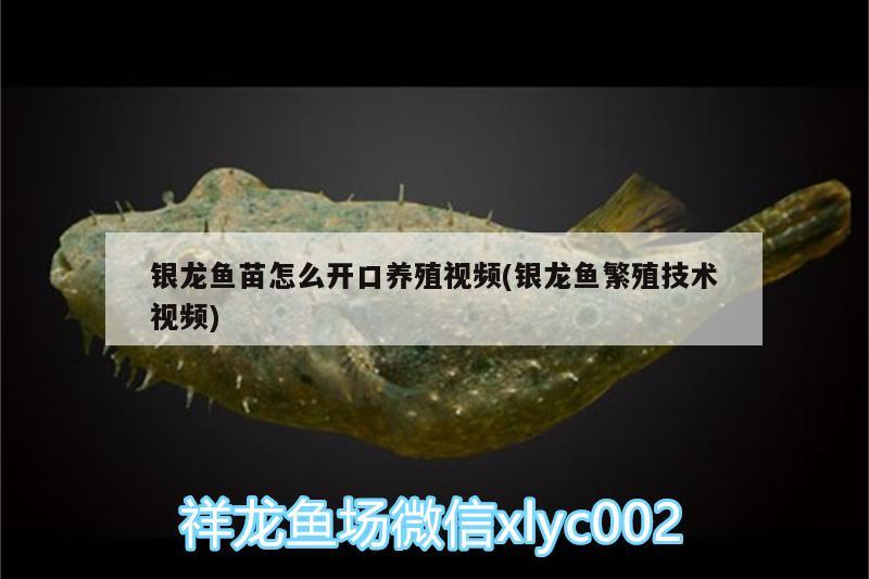 銀龍魚(yú)苗怎么開(kāi)口養(yǎng)殖視頻(銀龍魚(yú)繁殖技術(shù)視頻)