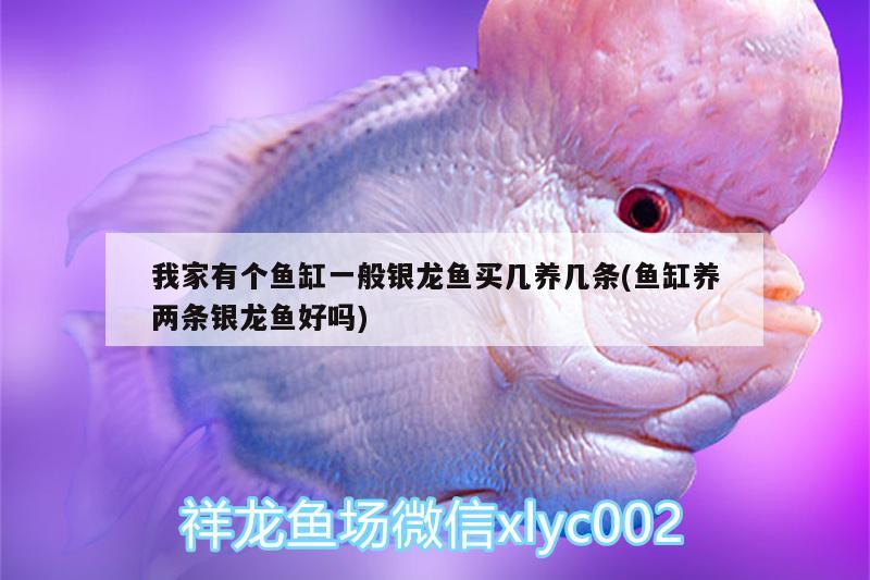 我家有個魚缸一般銀龍魚買幾養(yǎng)幾條(魚缸養(yǎng)兩條銀龍魚好嗎)