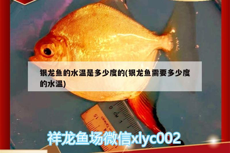 銀龍魚的水溫是多少度的(銀龍魚需要多少度的水溫) 銀龍魚百科