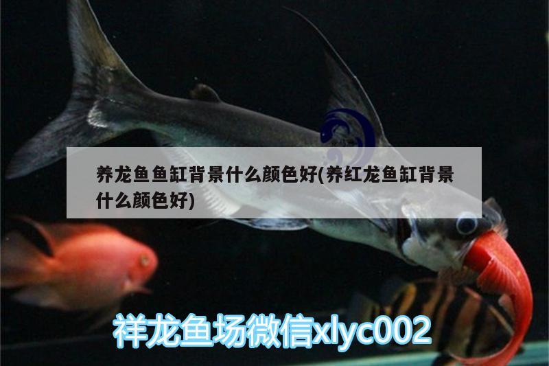 養(yǎng)龍魚魚缸背景什么顏色好(養(yǎng)紅龍魚缸背景什么顏色好) 龍魚芯片掃碼器