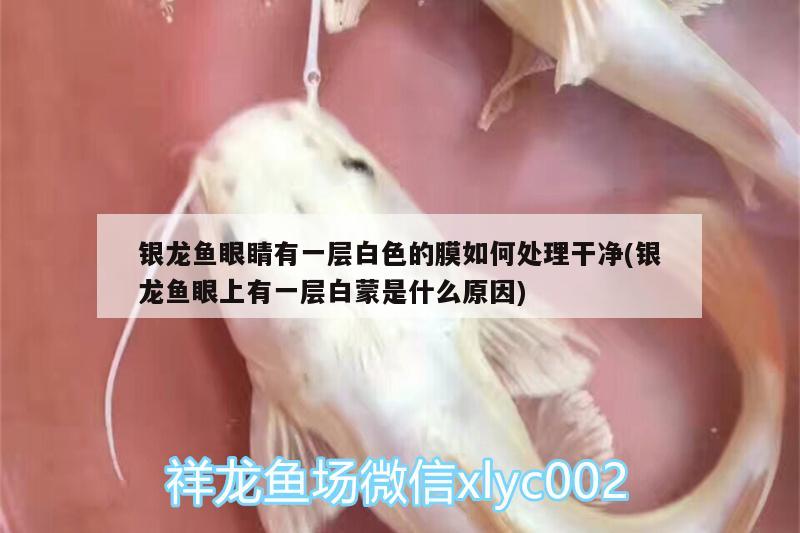 銀龍魚眼睛有一層白色的膜如何處理干凈(銀龍魚眼上有一層白蒙是什么原因) 銀龍魚