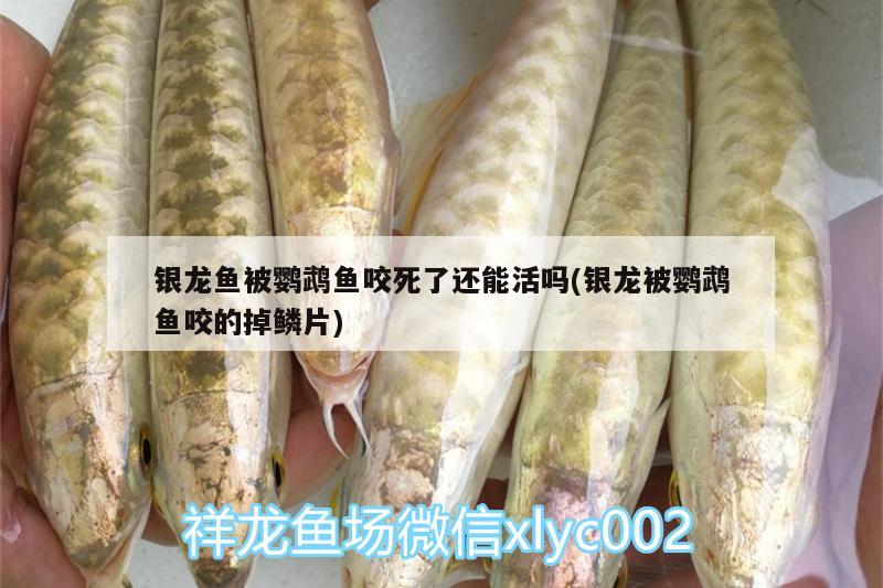 銀龍魚被鸚鵡魚咬死了還能活嗎(銀龍被鸚鵡魚咬的掉鱗片) 鸚鵡魚