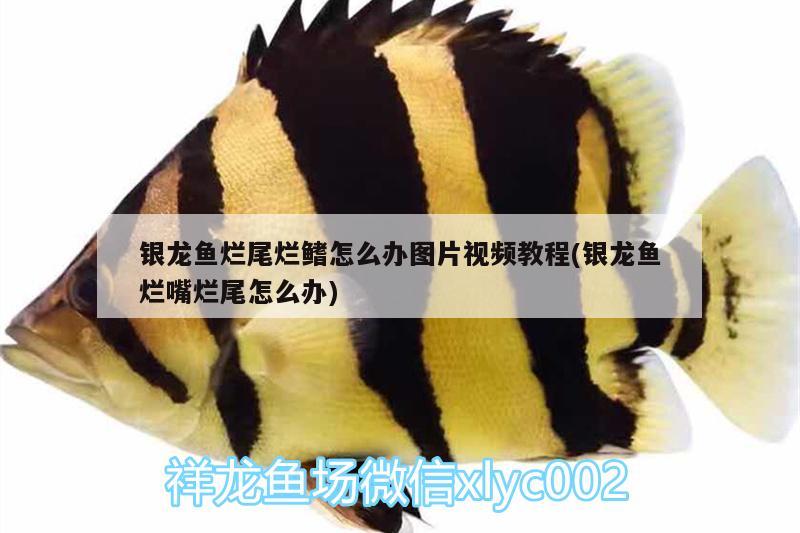 銀龍魚爛尾爛鰭怎么辦圖片視頻教程(銀龍魚爛嘴爛尾怎么辦)