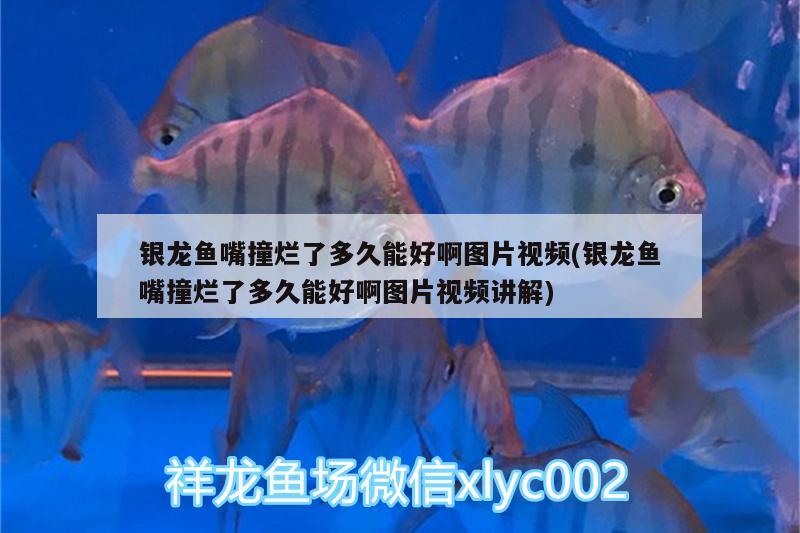 銀龍魚嘴撞爛了多久能好啊圖片視頻(銀龍魚嘴撞爛了多久能好啊圖片視頻講解) 銀龍魚