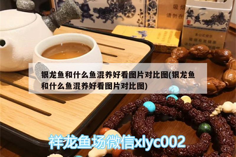 銀龍魚和什么魚混養(yǎng)好看圖片對比圖(銀龍魚和什么魚混養(yǎng)好看圖片對比圖) 銀龍魚百科