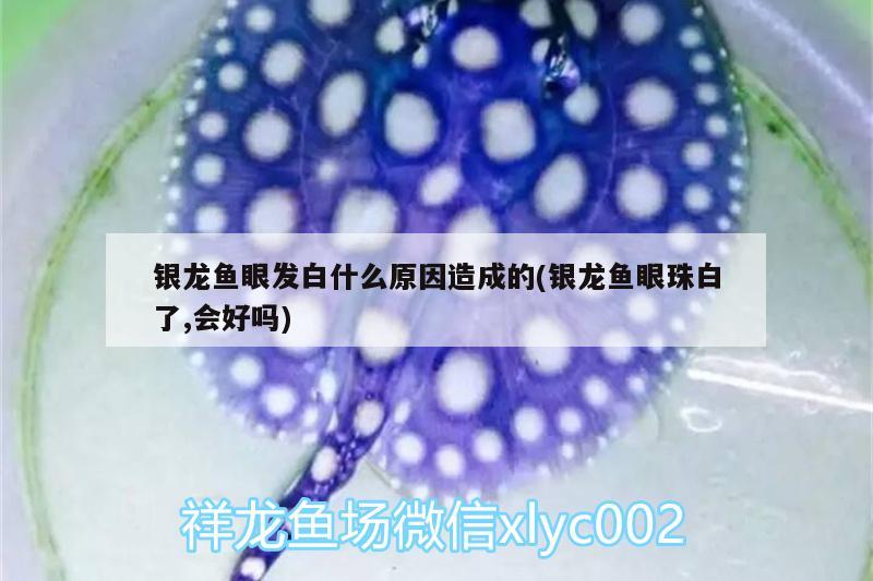 銀龍魚眼發(fā)白什么原因造成的(銀龍魚眼珠白了,會(huì)好嗎)