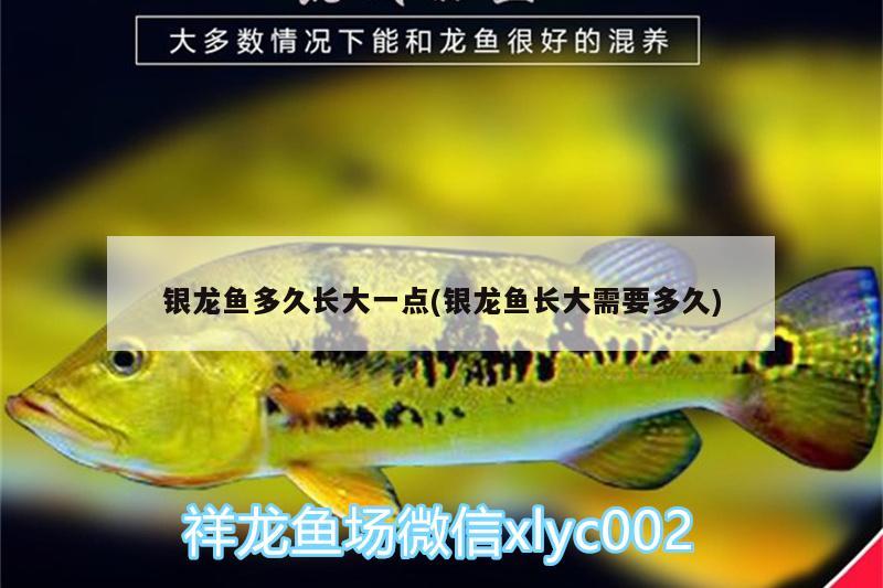 銀龍魚多久長大一點(diǎn)(銀龍魚長大需要多久) 銀龍魚百科