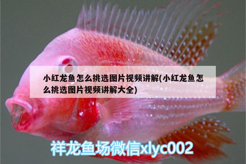 小紅龍魚怎么挑選圖片視頻講解(小紅龍魚怎么挑選圖片視頻講解大全)