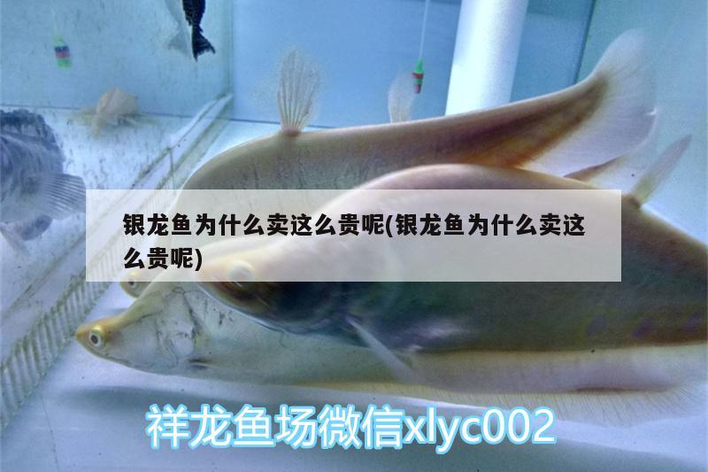 銀龍魚為什么賣這么貴呢(銀龍魚為什么賣這么貴呢)