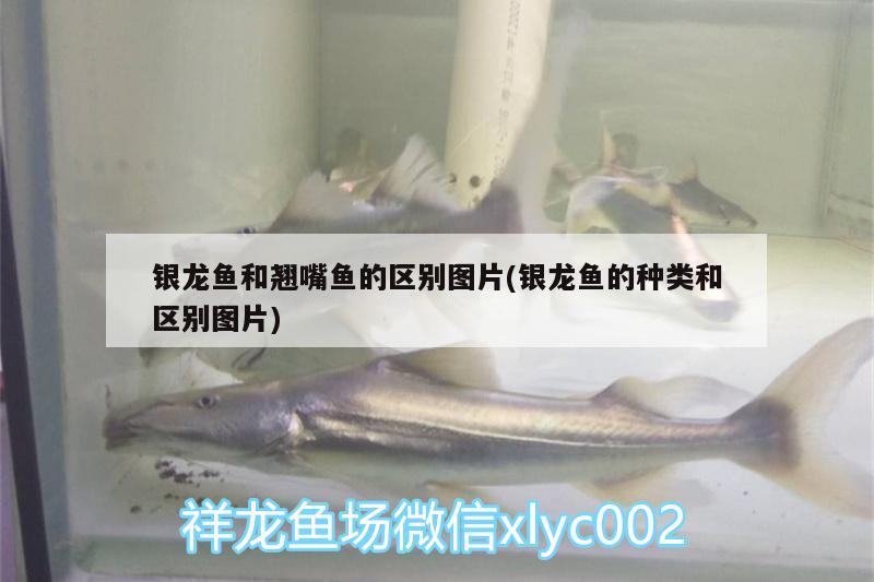 銀龍魚和翹嘴魚的區(qū)別圖片(銀龍魚的種類和區(qū)別圖片) 銀龍魚