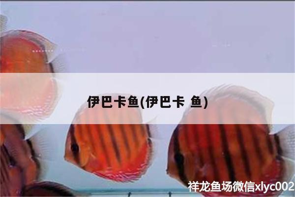 伊巴卡魚(伊巴卡魚)