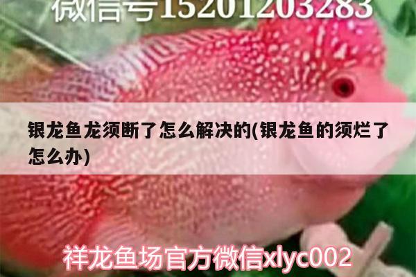 銀龍魚龍須斷了怎么解決的(銀龍魚的須爛了怎么辦) 銀龍魚百科