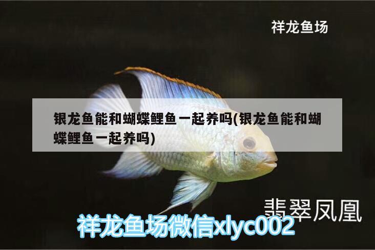 銀龍魚能和蝴蝶鯉魚一起養(yǎng)嗎(銀龍魚能和蝴蝶鯉魚一起養(yǎng)嗎) 蝴蝶鯉