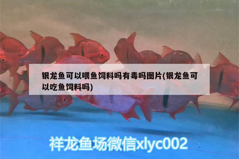 銀龍魚可以喂魚飼料嗎有毒嗎圖片(銀龍魚可以吃魚飼料嗎) 銀龍魚百科