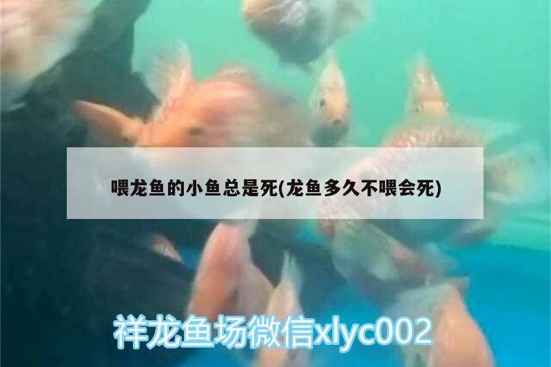 喂龍魚的小魚總是死(龍魚多久不喂會死) 白子關刀魚苗