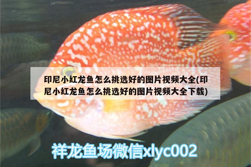 印尼小紅龍魚怎么挑選好的圖片視頻大全(印尼小紅龍魚怎么挑選好的圖片視頻大全下載) 印尼小紅龍