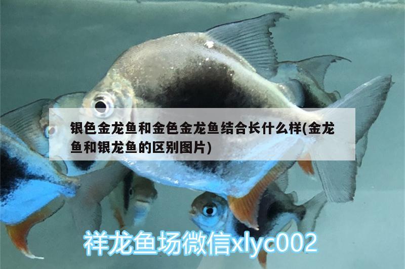 銀色金龍魚和金色金龍魚結(jié)合長什么樣(金龍魚和銀龍魚的區(qū)別圖片) 銀龍魚